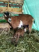 Baby Goats 2018 - Cherrye Williams